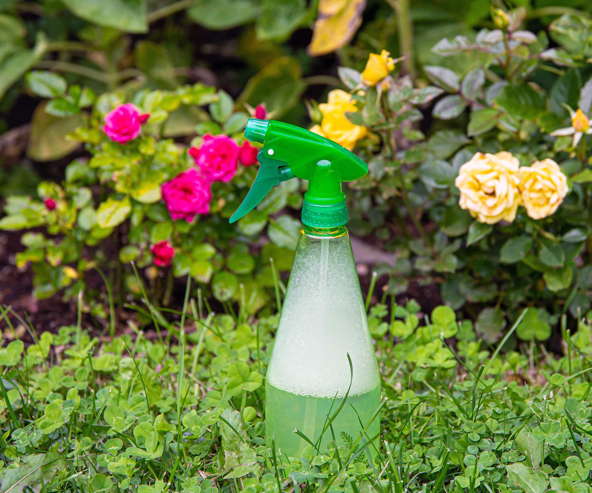spray bottle in garden with roses