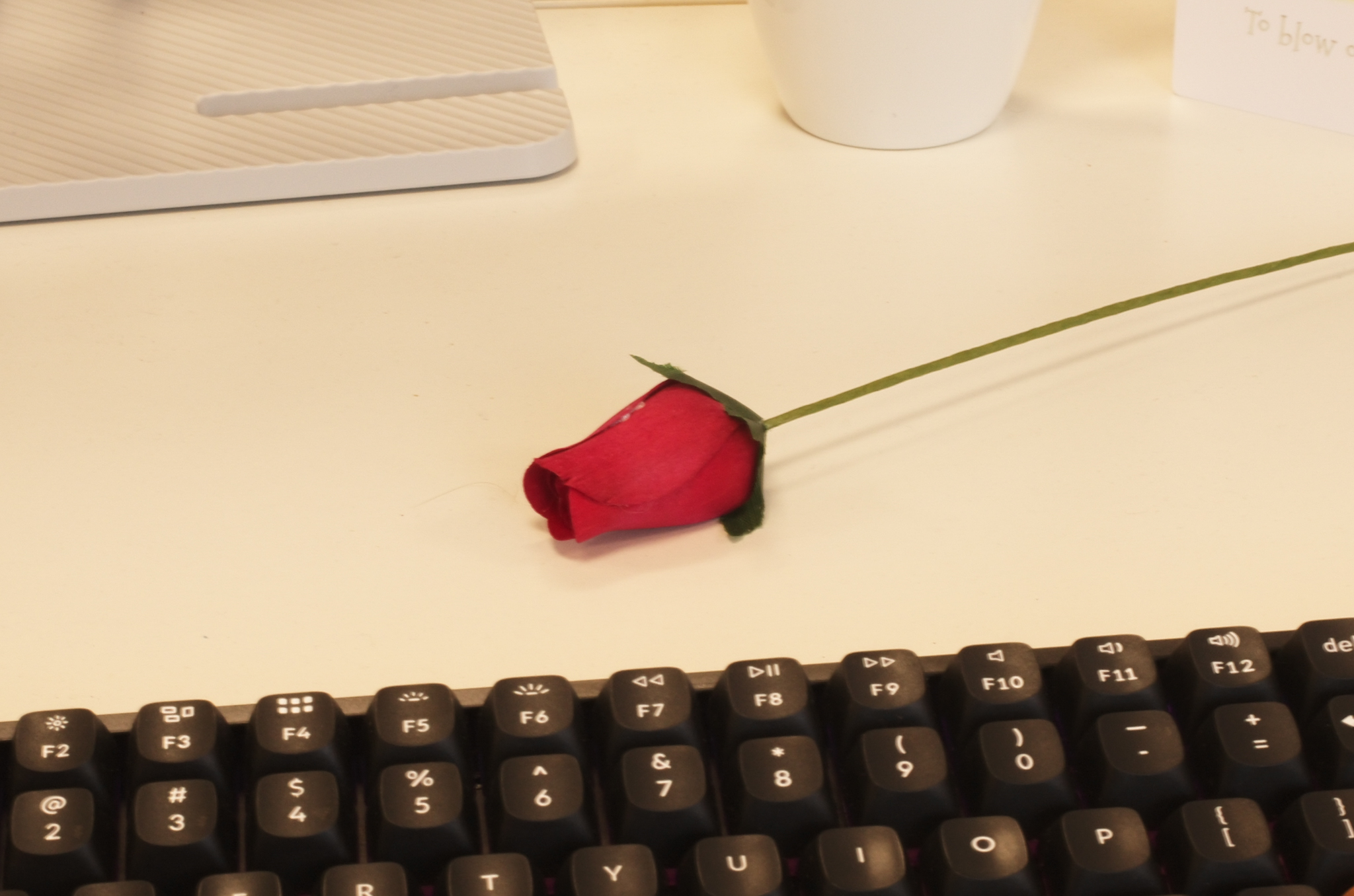 A photo of a fake rose taken on a Leica M11-D rangefinder camera