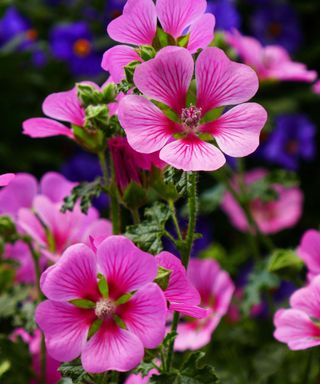 pink African mallow flowers