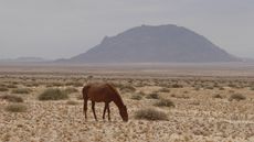 Wild-horse-of-the-Namib-Desert.jpg