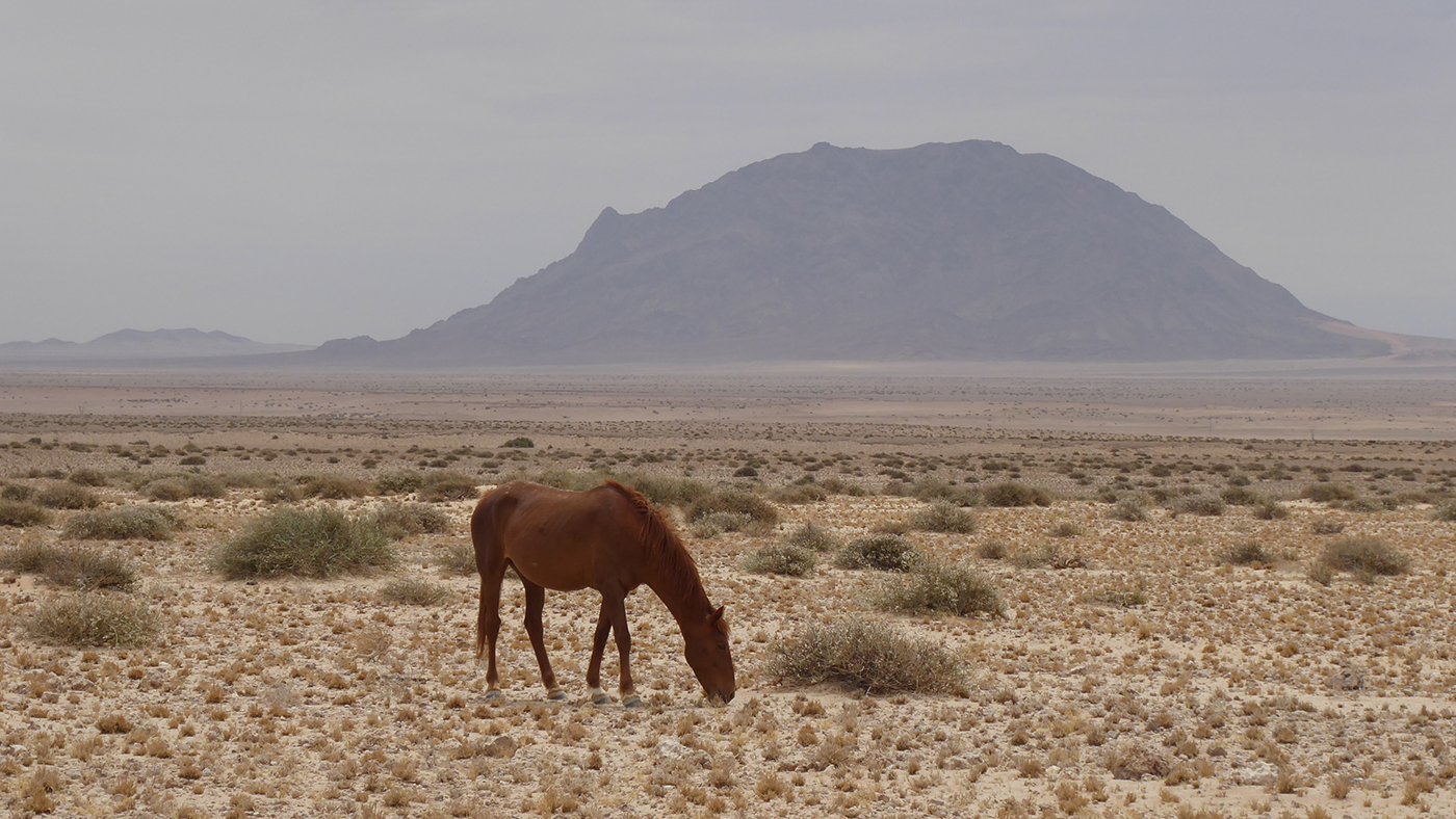 Wild-horse-of-the-Namib-Desert.jpg