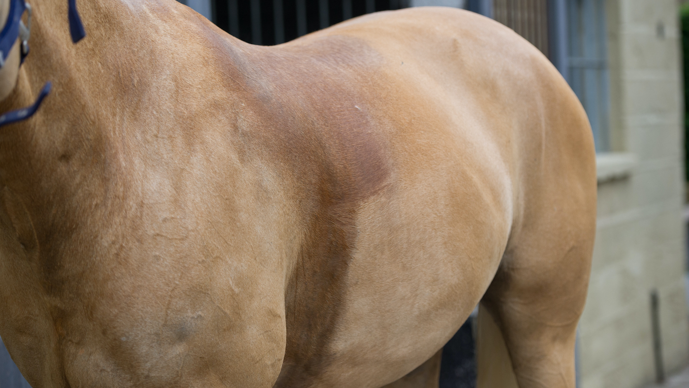 do horses sweat