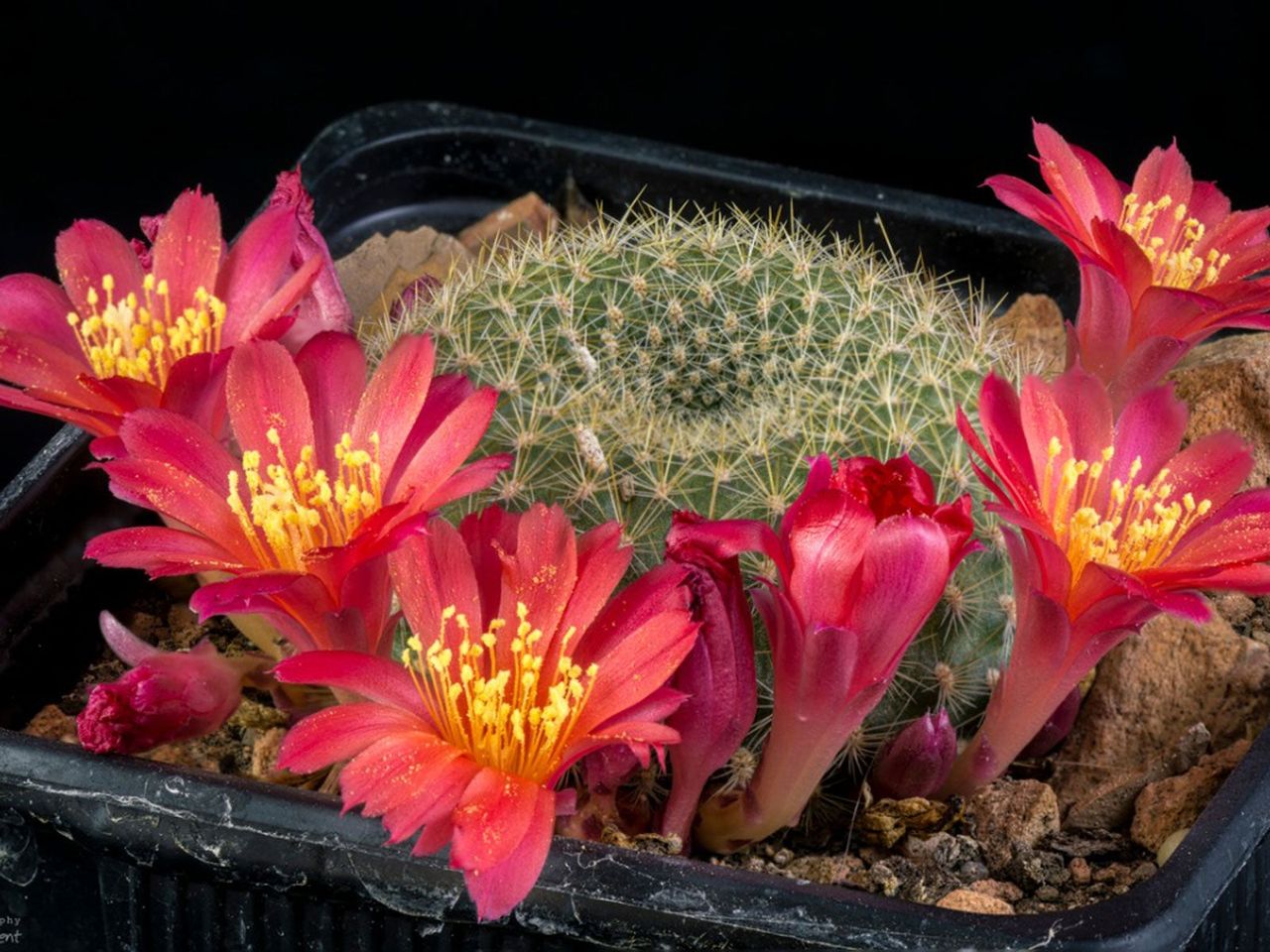 Orange Snowball Cactus In Container