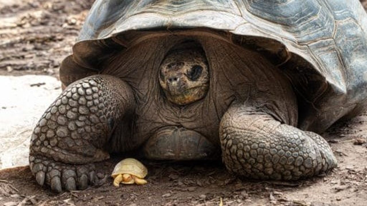 Size comparison with mother