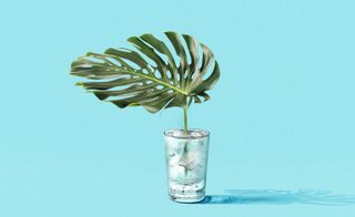 cheese plant leaf stands tall in a glass of ice water