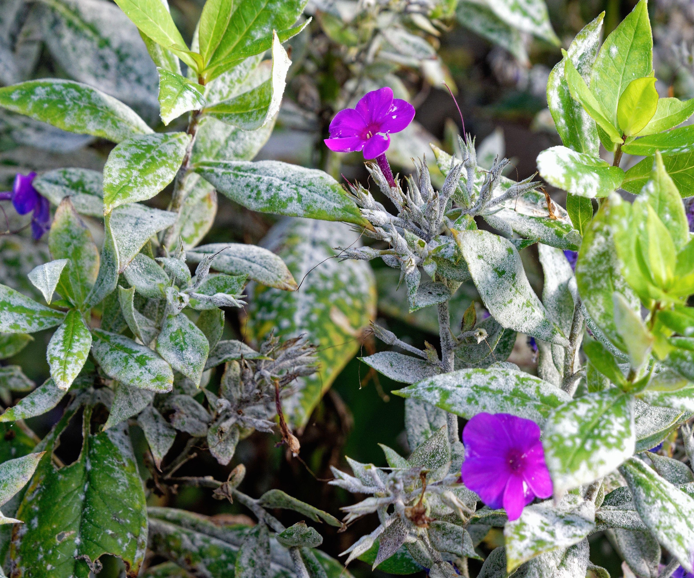 Powdery mildew