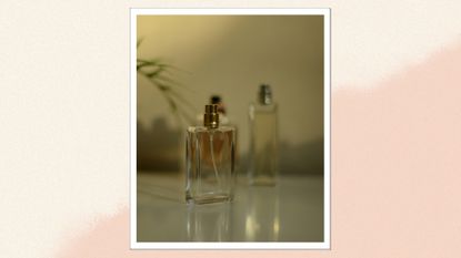 A close up of three glass perfume bottles on display, alongside a green plant/ in a beige an peach template