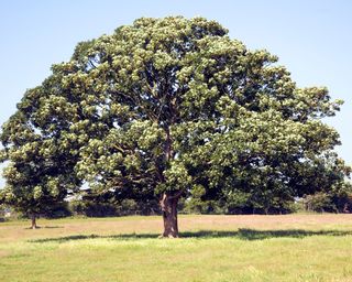Sycamore tree Acer pseudoplatanus