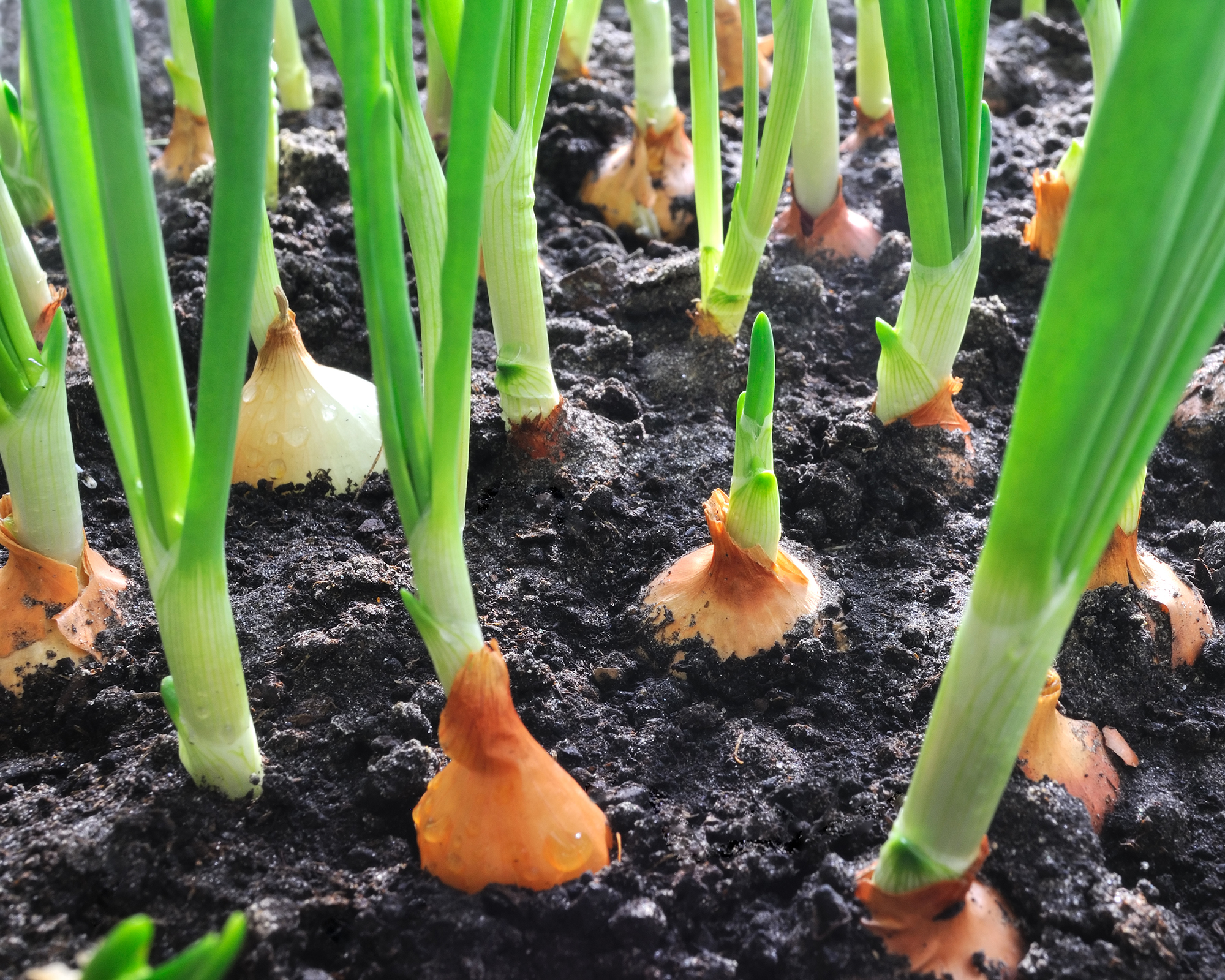 Close-up of onions growing in the vegetable garden