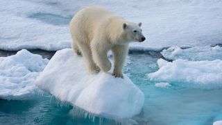 Horrific photograph of starving polar bear still stands out as stark warning this World Photography Day