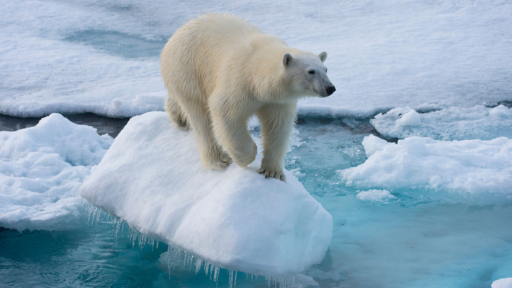 SVALBARD AND JAN MAYEN ISLANDS - 2015/07/20: A polar bear (Ursus maritimus) on the pack ice north of Svalbard, Norway. 