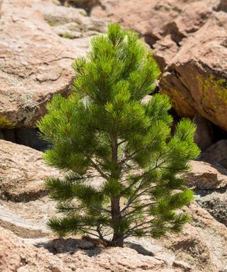 small ponderosa pine on rocky terrain