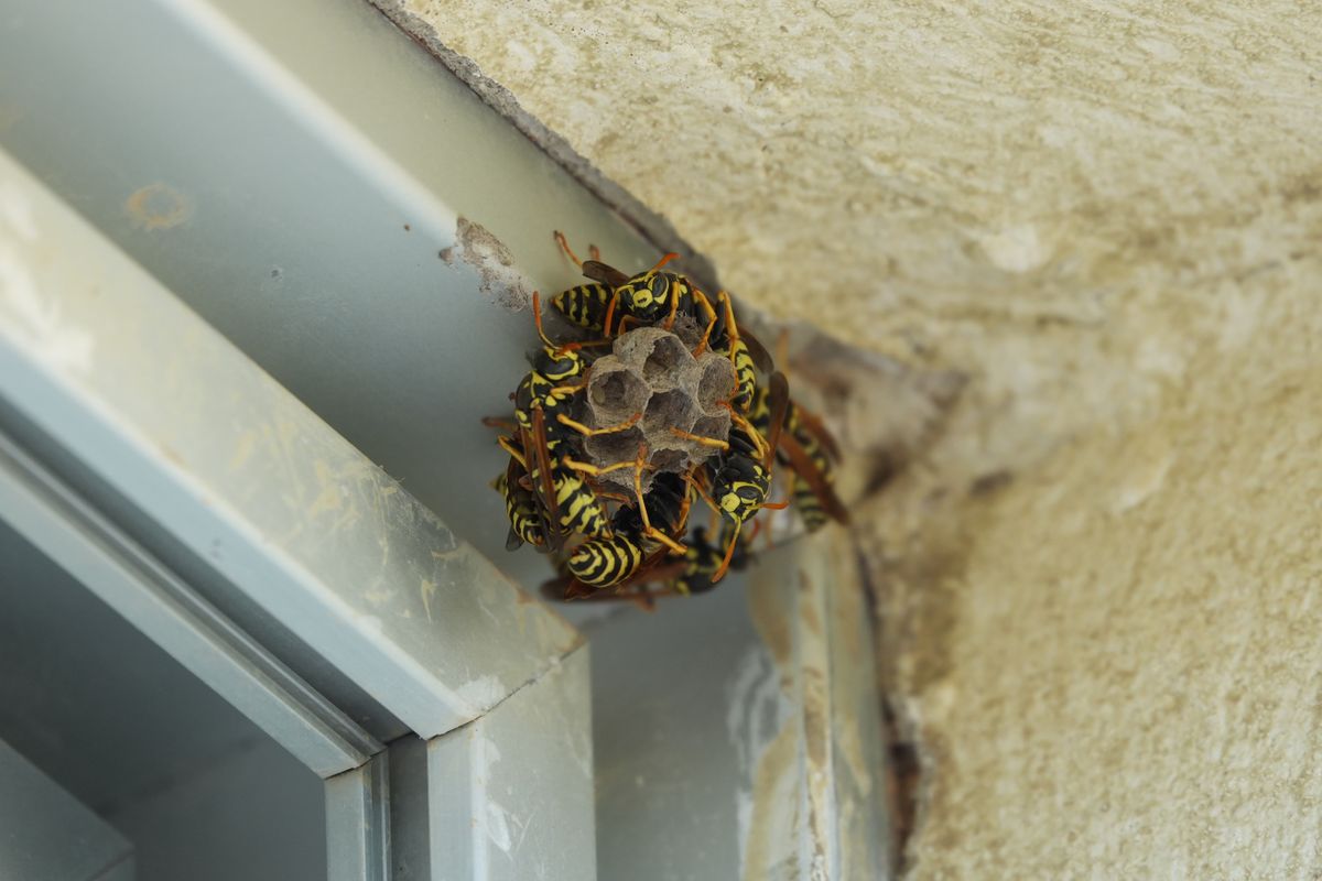 Close-up of several yellow-and-black wasps gathered around a small paper nest beneath a roof edge.