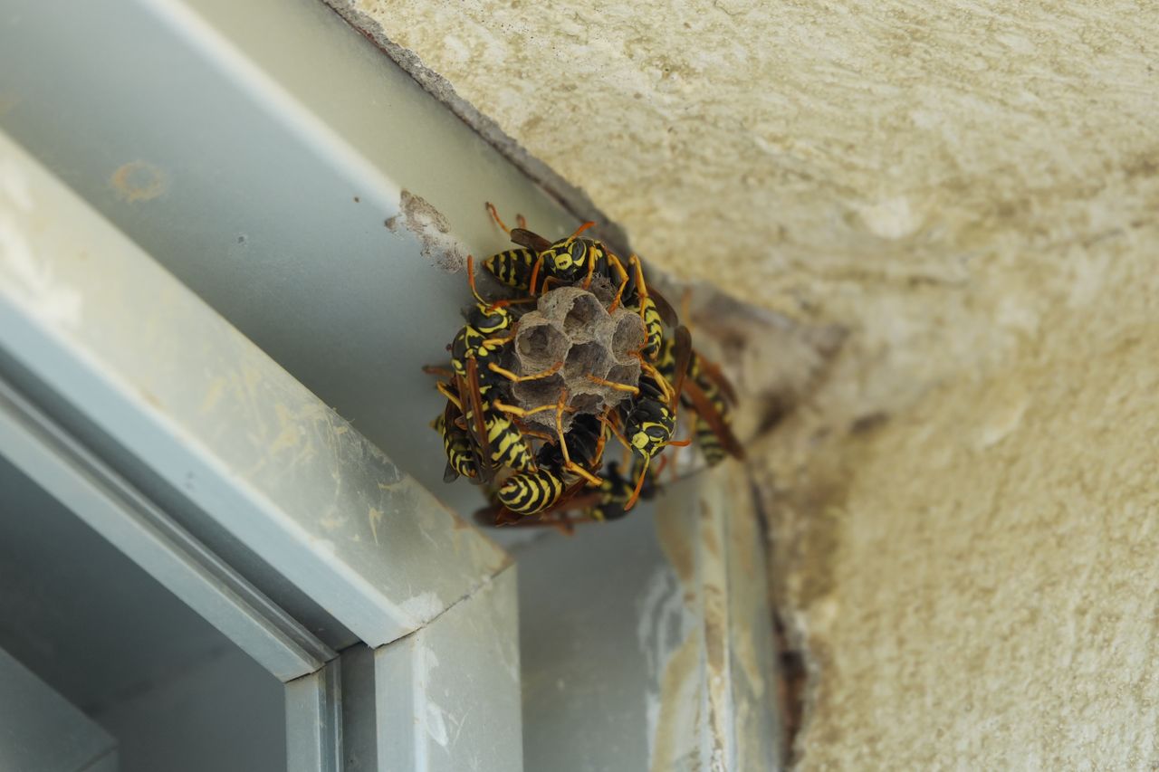 Close-up of several yellow-and-black wasps gathered around a small paper nest beneath a roof edge.