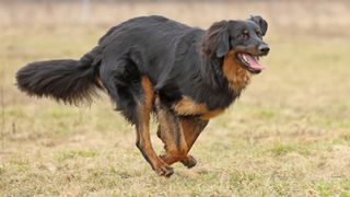 a hovawart dog runs across a field