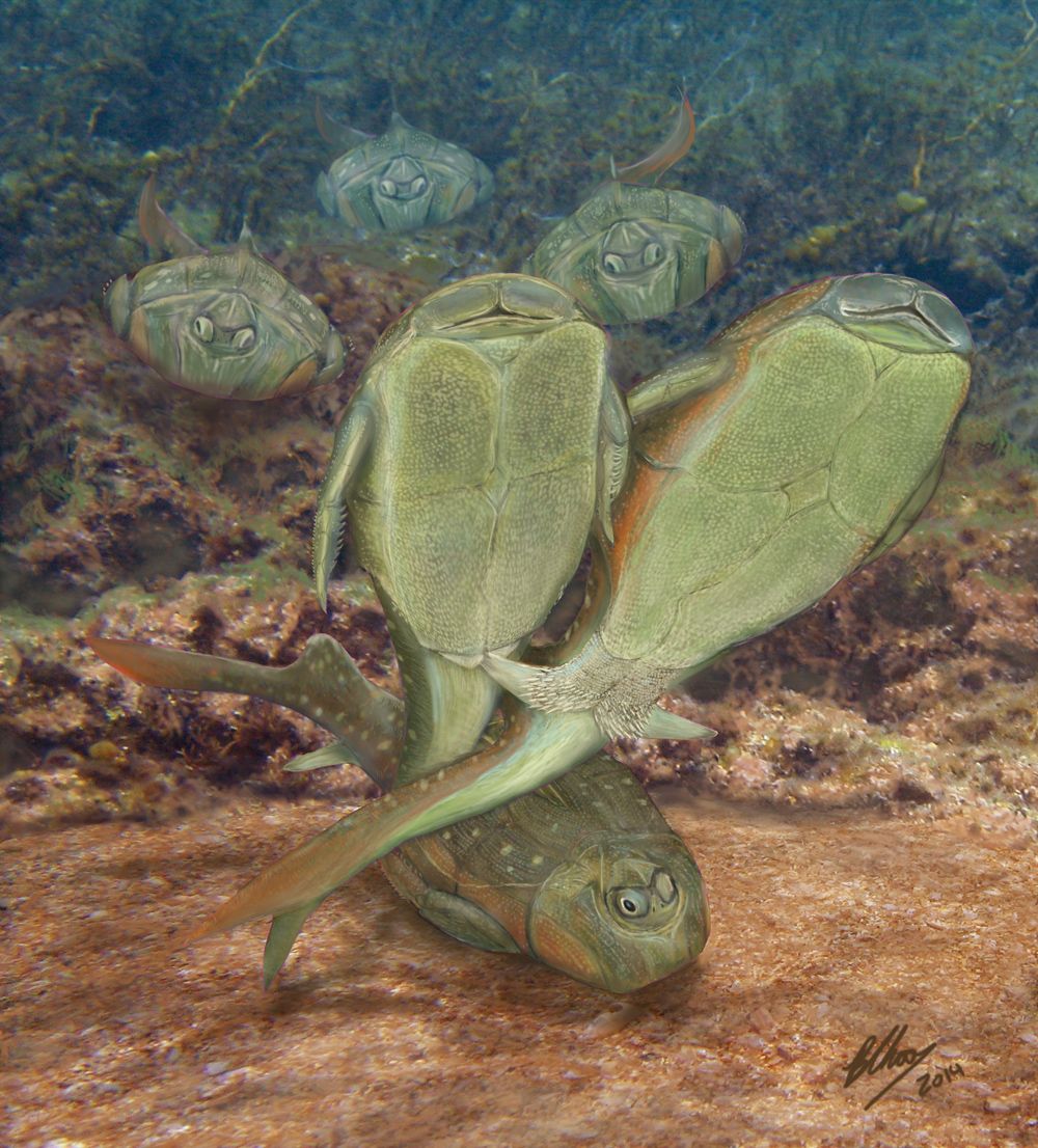 A very unusual sex scene takes place about 385 million years ago, as two tiny Microbrachius fish hook up.