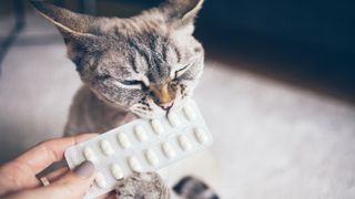 Cat chewing on packet of pills