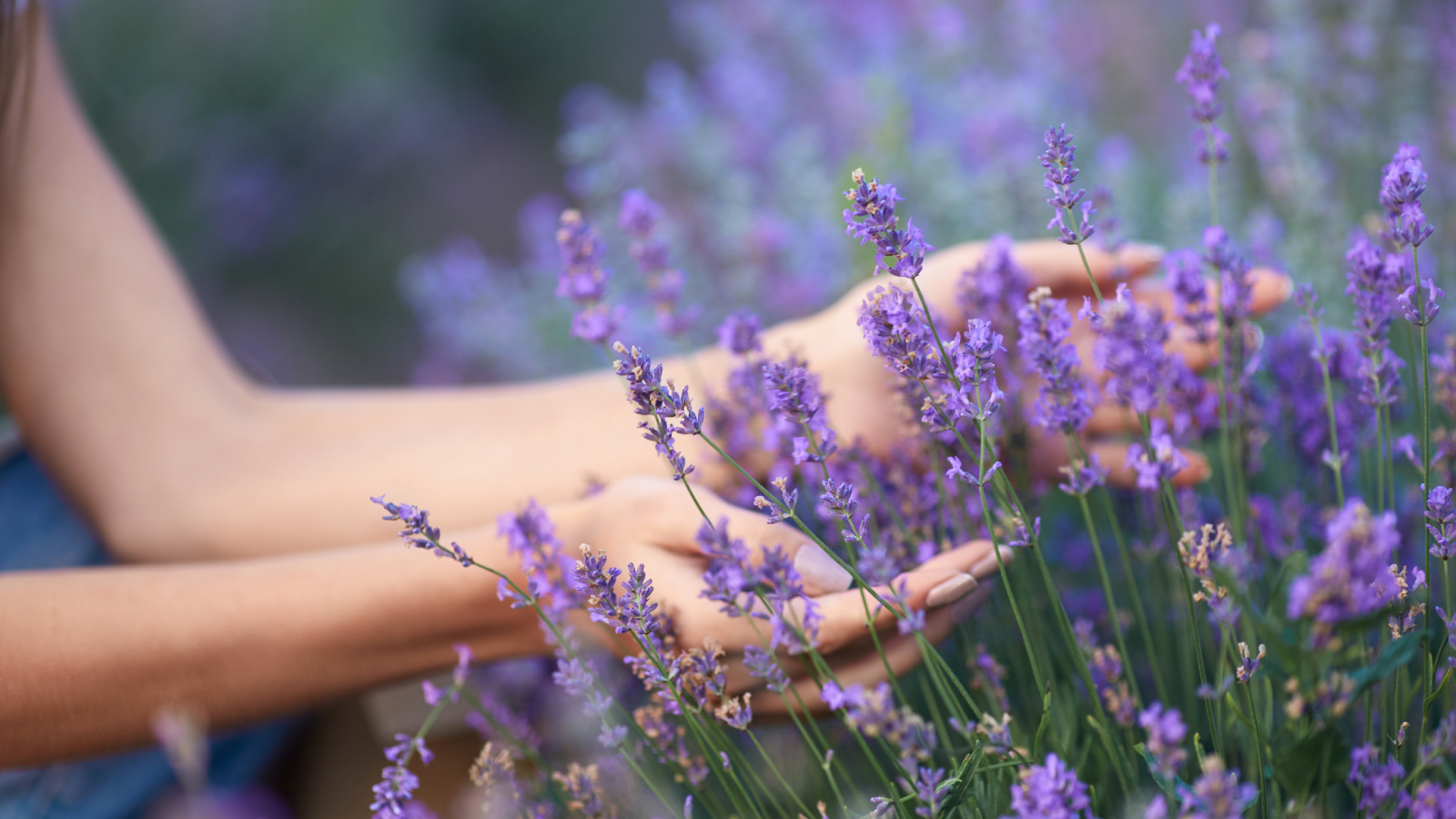 Woman touching lavender in a sensory garden