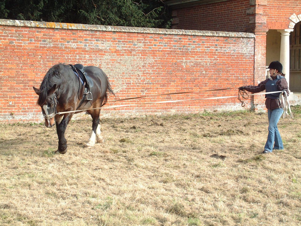 Learning to long-rein