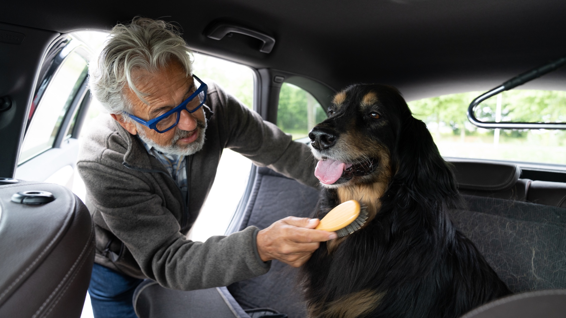 Man brushing dog in car