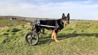 German Shepherd with canine degenerative myelopathy