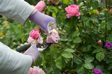 Deadheading a Rosa Gertrude Jekyll rose.