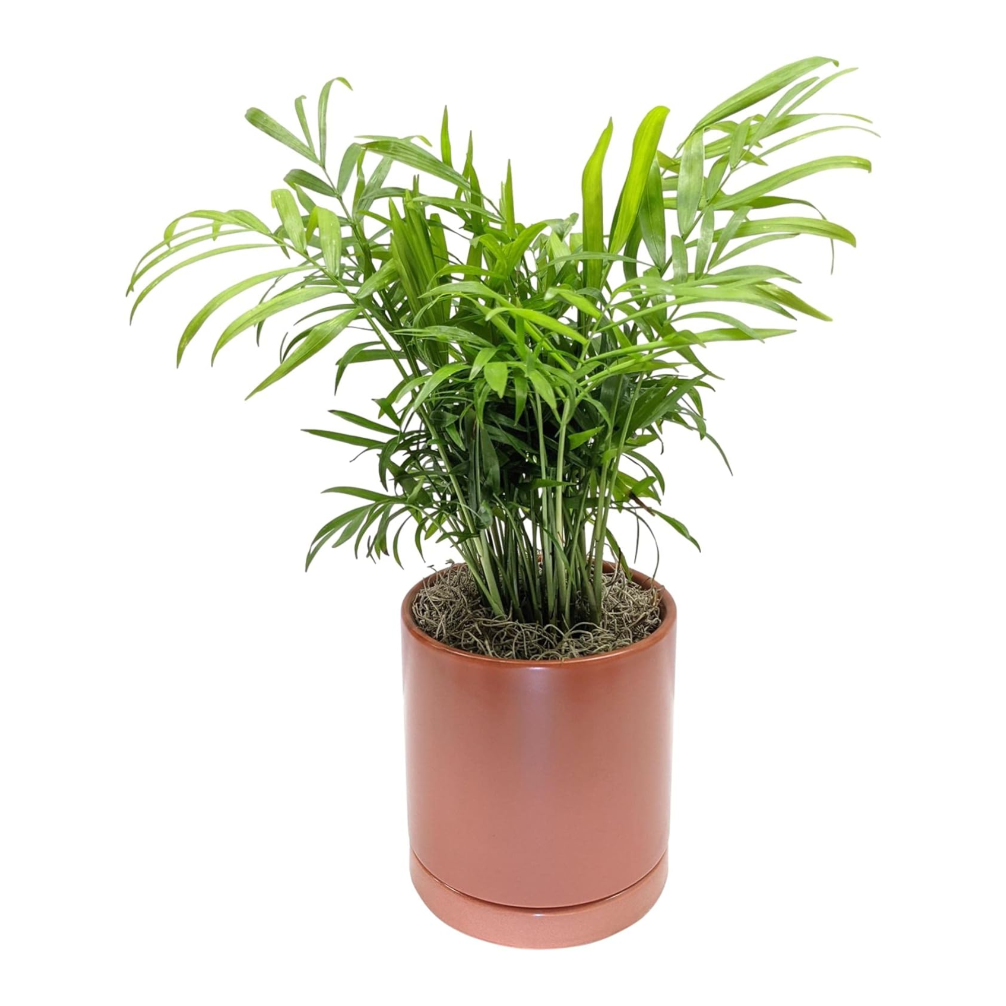 A parlor palm plant in a terracotta pot