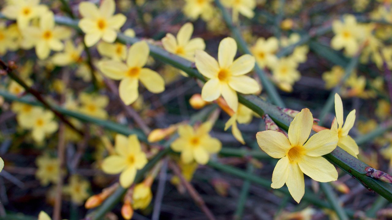 pruning winter jasmine is one of the top February gardening jobs