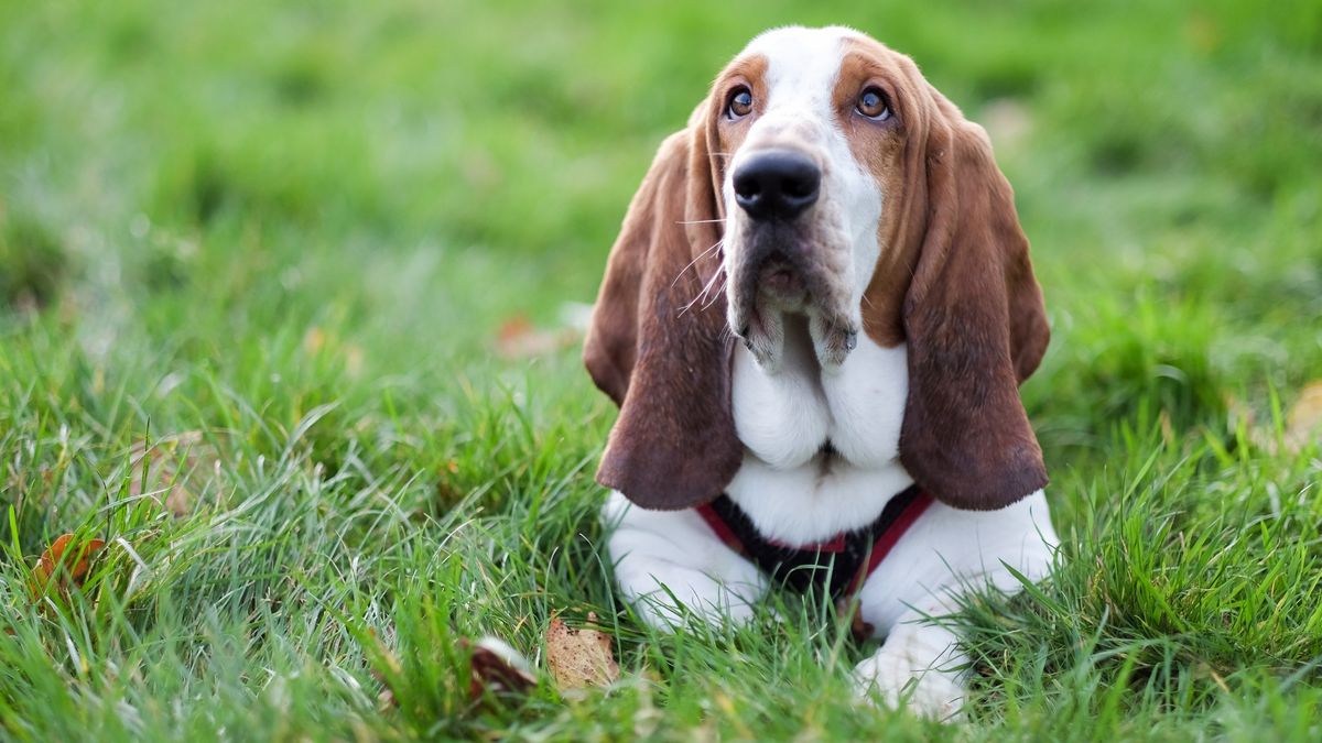 Basset Hound lying in grass