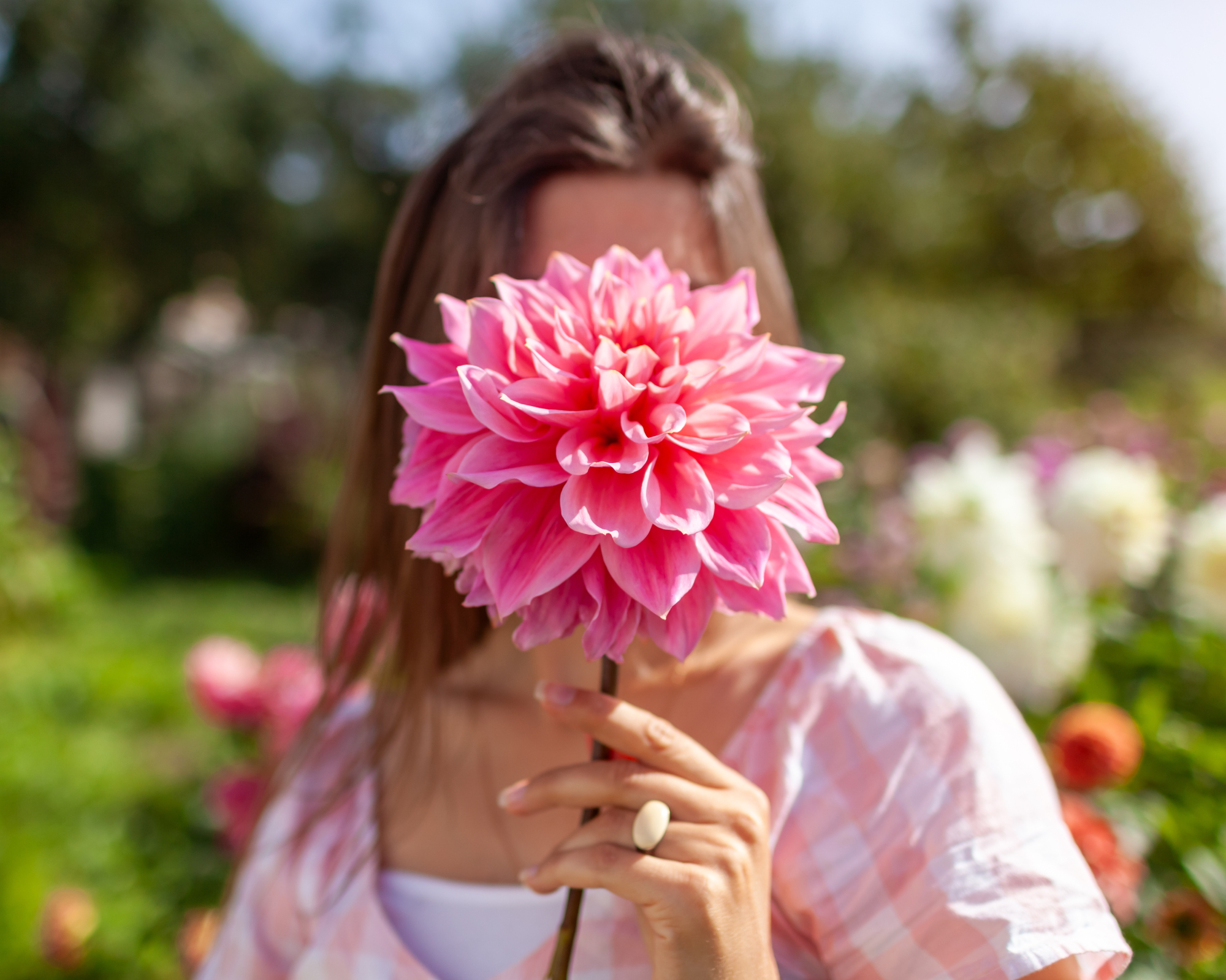 Woman gardener holding a big dinnerplate dahlia in front of her face, in a summer garden.