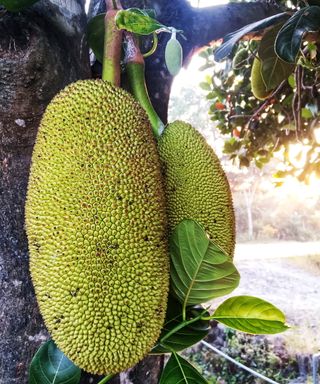 Two ripe Jackfruit on a tree with leaves