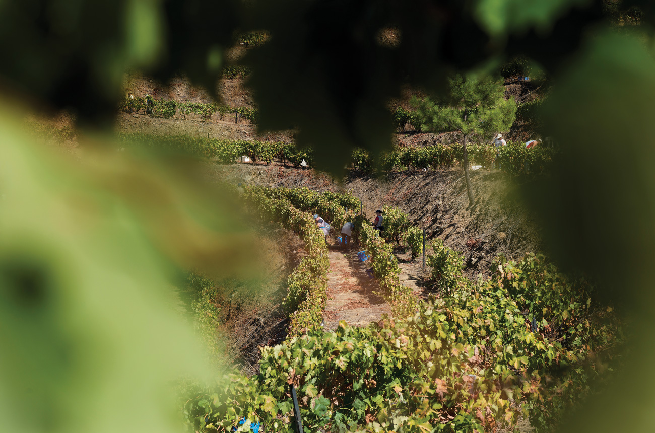 Quinta_do_Vesuvio_Harvest.jpg
