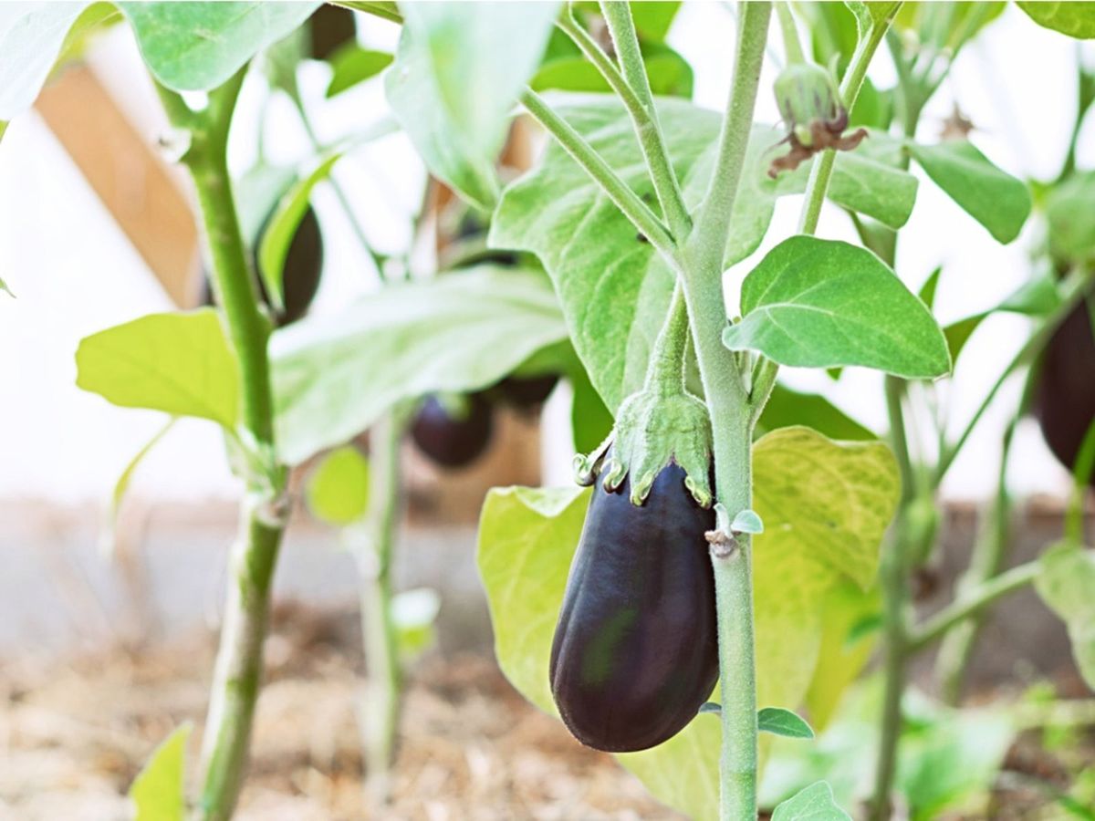 What To Do For Wilting Eggplants Managing Eggplants With Verticillium