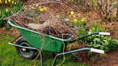 Wheelbarrow full of garden waste