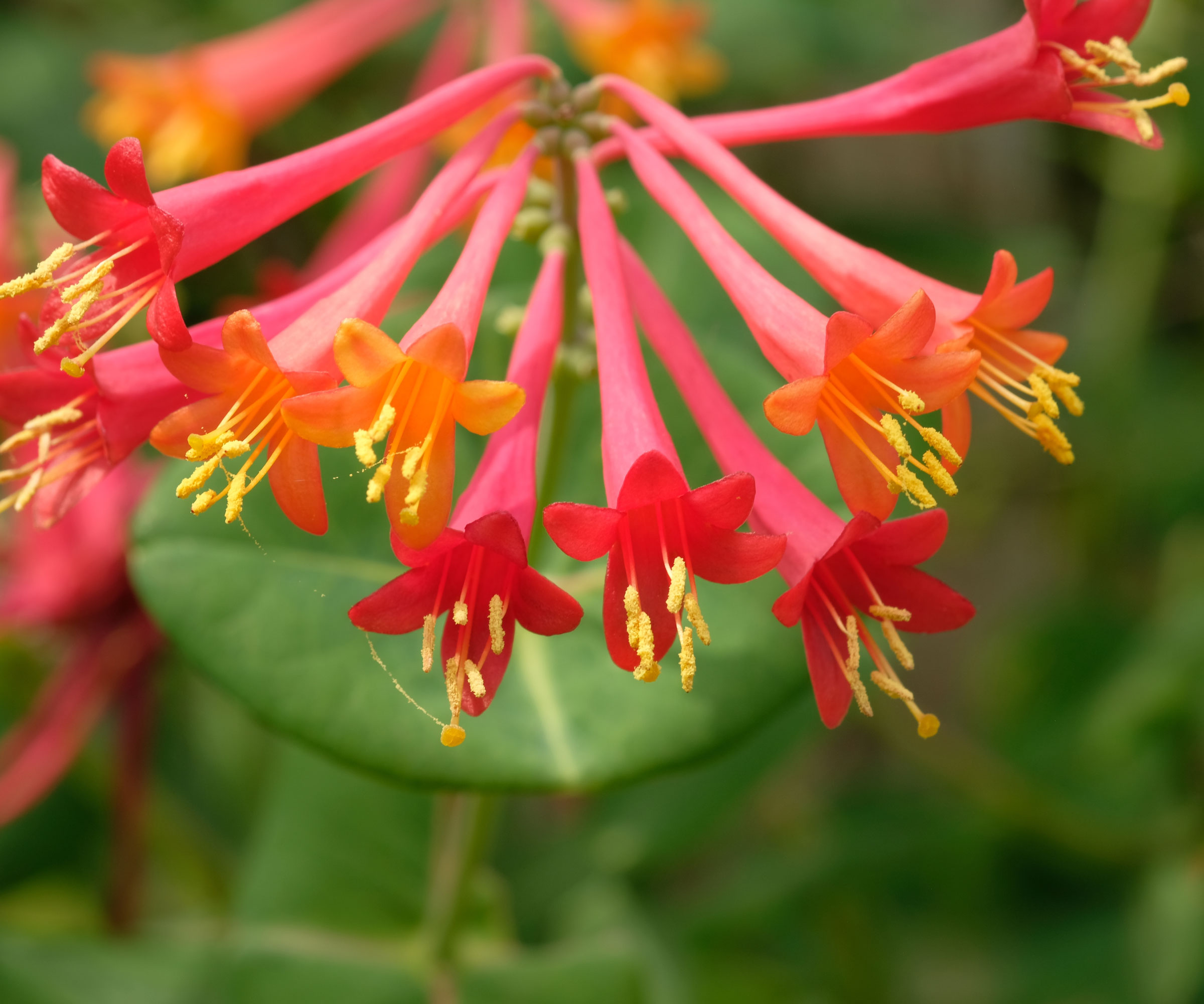 red trumpet honeysuckle flowers in bloom