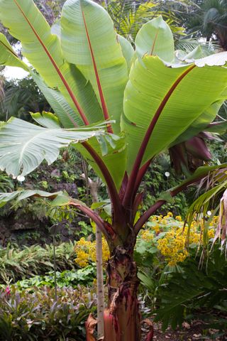 Banana tree in garden
