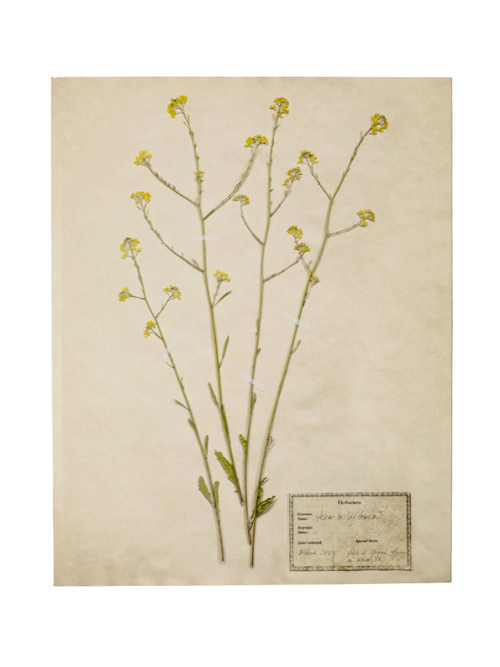 Jo's Hand Pressed Herbarium Print - Texas Wildflowers II '24