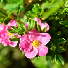 Pink and delicate flowers of Potentilla