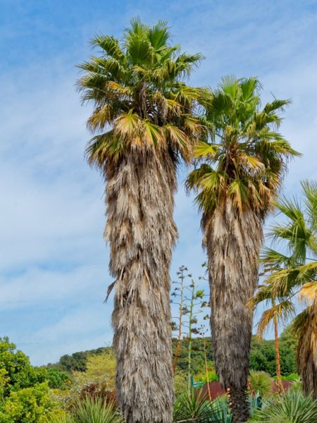 Tall Waggie Palm Trees