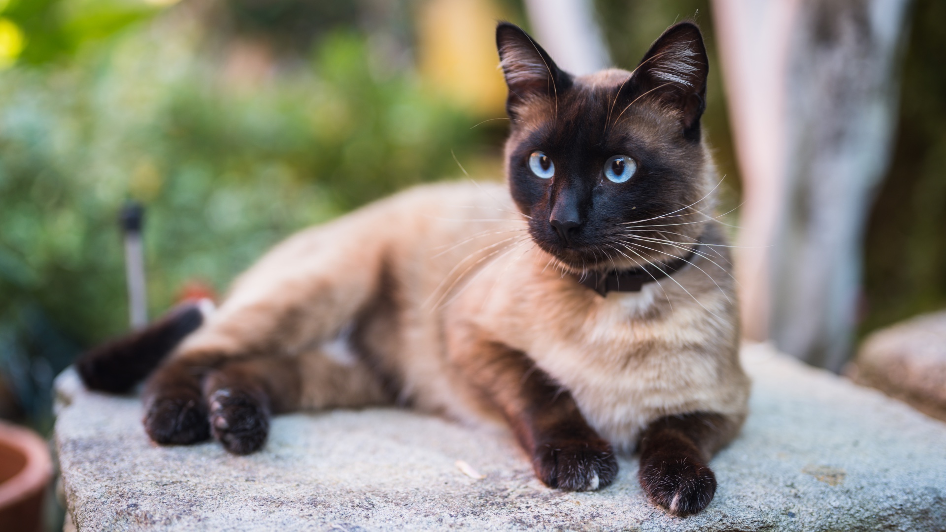 Siamese cat