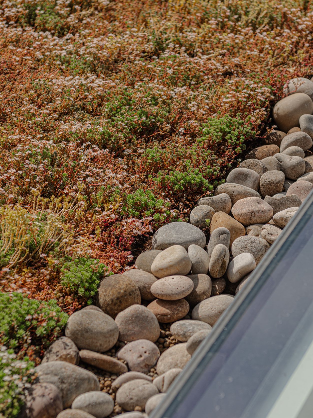 A closeup of a sedum roof