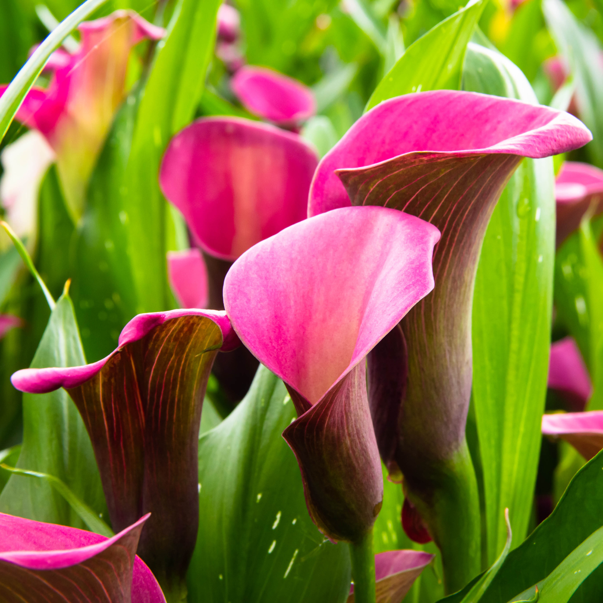 pink calla lily flowers