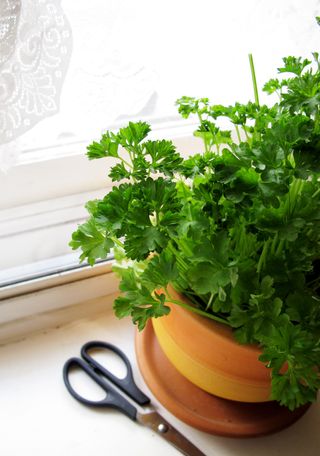 parsley in a terracotta pot