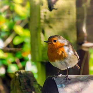 A robin sitting in a garden hedge