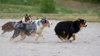 3 australian shepherd dogs running