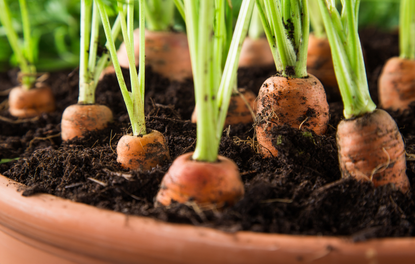 Carrots Growing in Terra Cotta Pot
