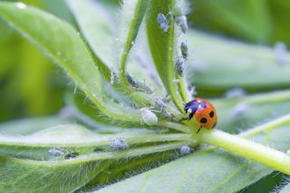 ladybirds can provide pest control when organic gardening