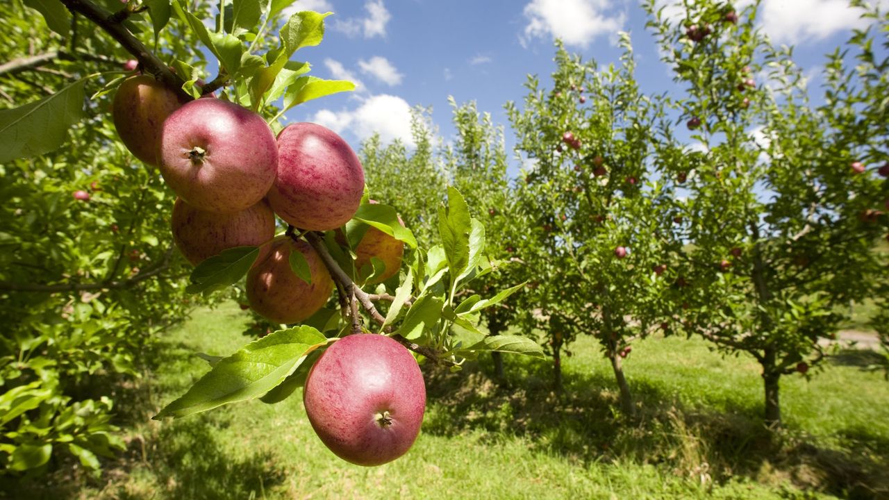 Apples ripening on a tree in the sun