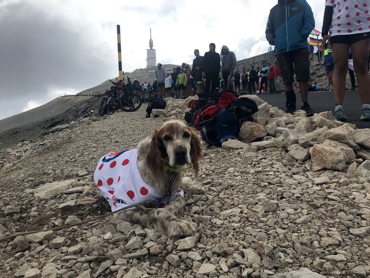 A dog on Mont Ventoux