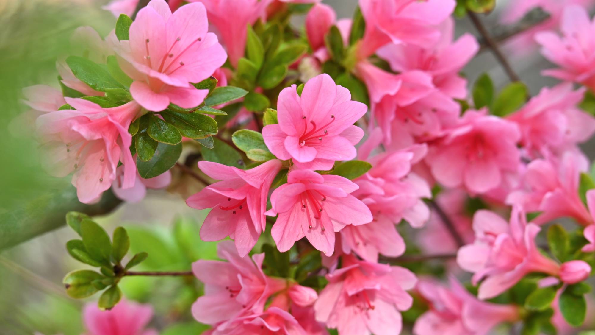 Propagating azaleas can fill a garden for free